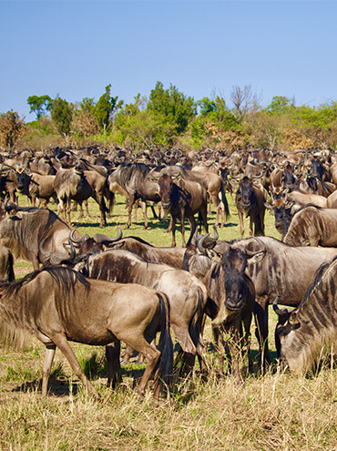 When is the best time to witness the Great Migration?