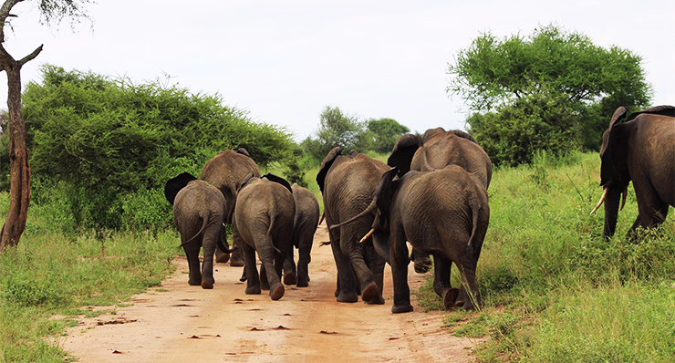 2-day-fly-in-tarangire-ngorongoro