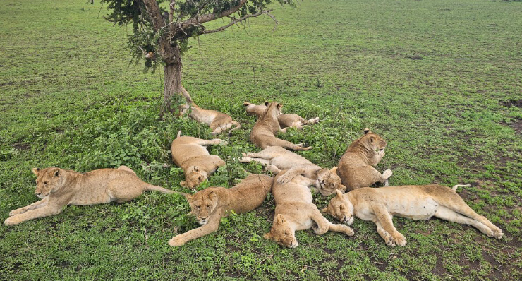 3-day-budget-safari-from-zanzibar