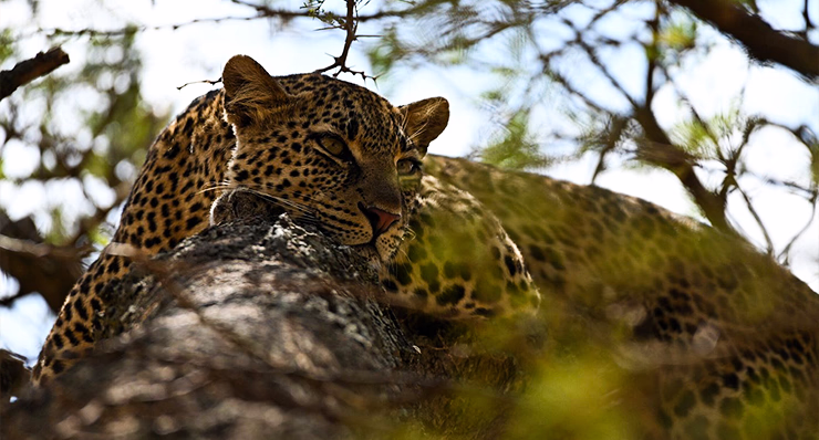 4-day-fly-in-safari-from-zanzibar