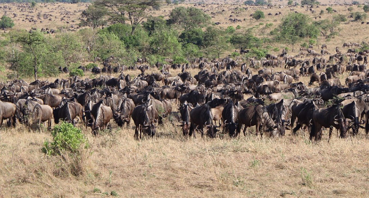 4-day-northern-circuit-fly-in-safari-from-zanzibar