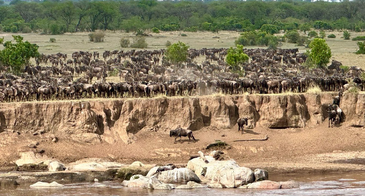 5-Day Migration Safari