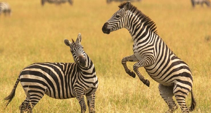 5-Day Ultra Luxury Safari