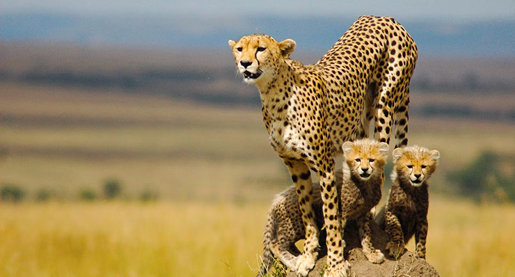 7-day-experience-big-five-and-migration